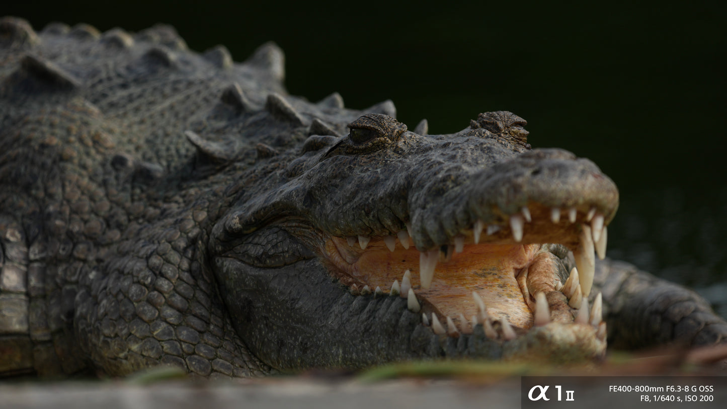 Sony FE 400-800mm f/6.3-8 G OSS Lens