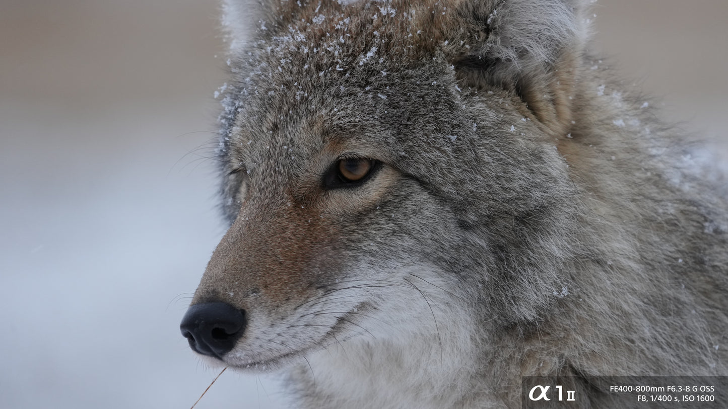 Sony FE 400-800mm f/6.3-8 G OSS Lens