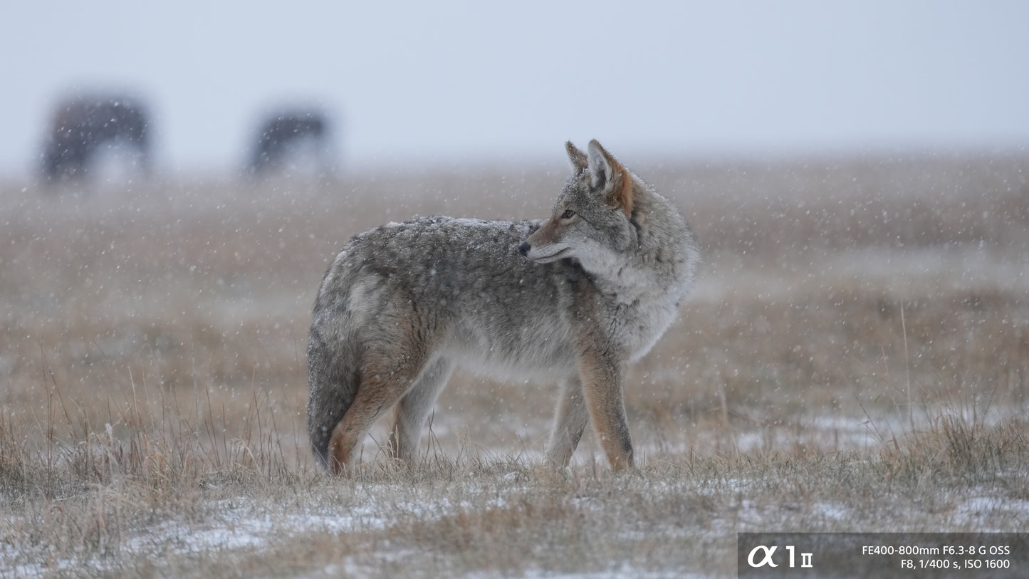Sony FE 400-800mm f/6.3-8 G OSS Lens