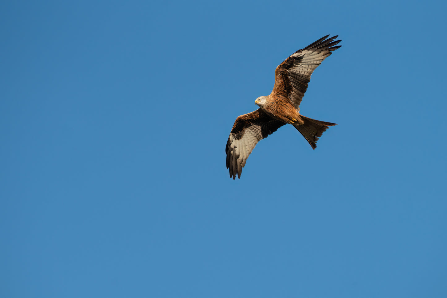 Sigma 300-600mm f/4 DG OS | Sports Lens