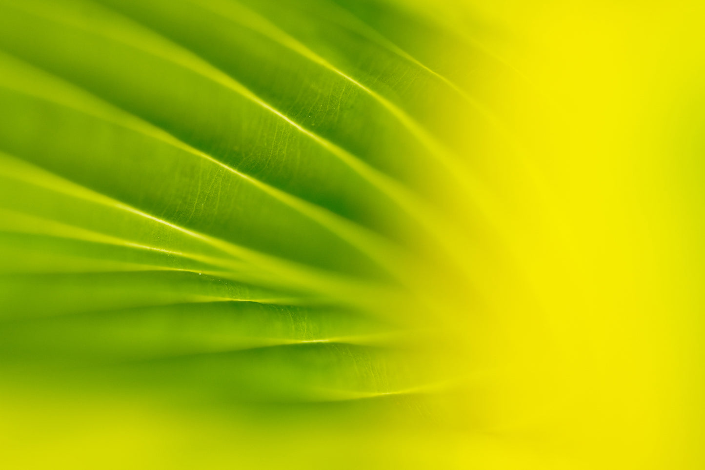 Tamron 90mm f/2.8 Di III Macro VXD Lens