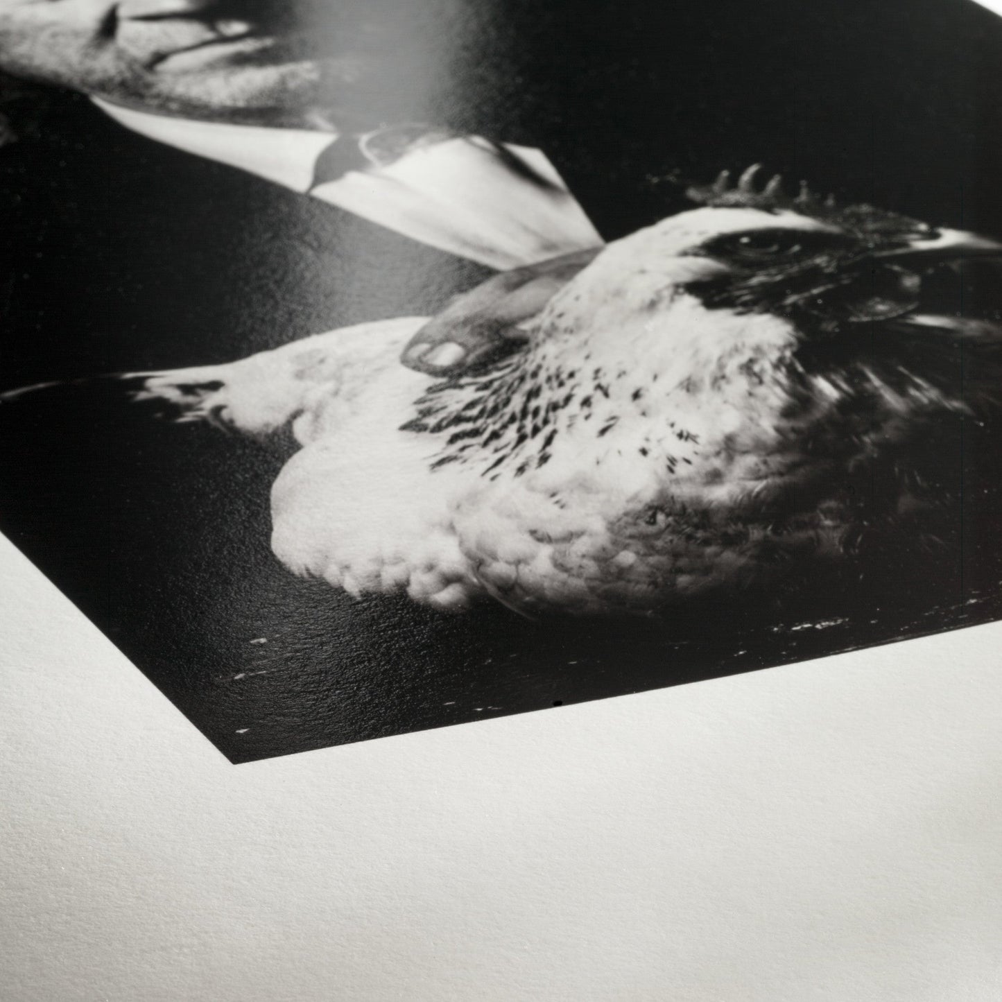 Hahnemuhle Photo Rag Baryta Roll Paper 315gsm